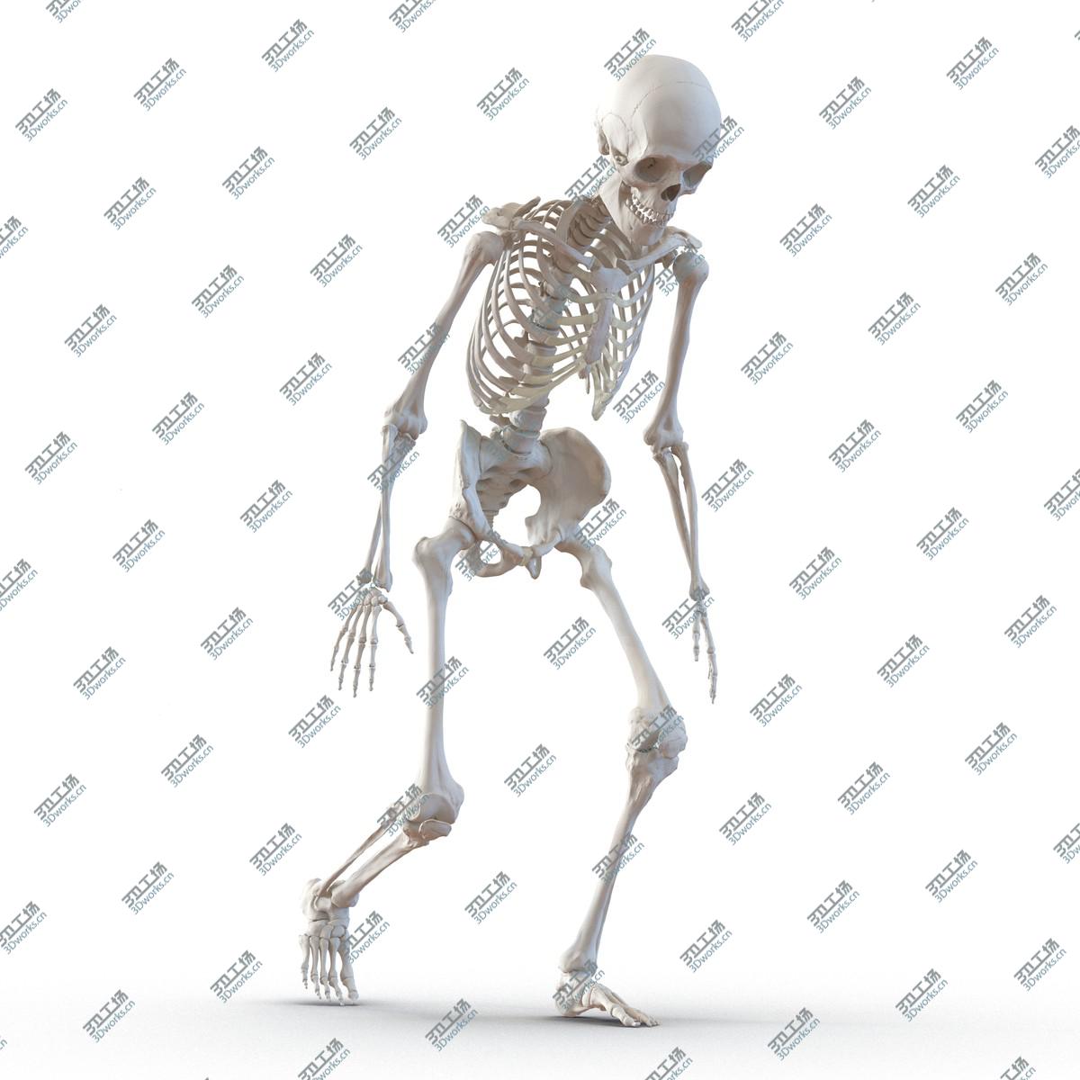 images/goods_img/202104022/Human Male Skeleton Rigged for Maya/5.jpg